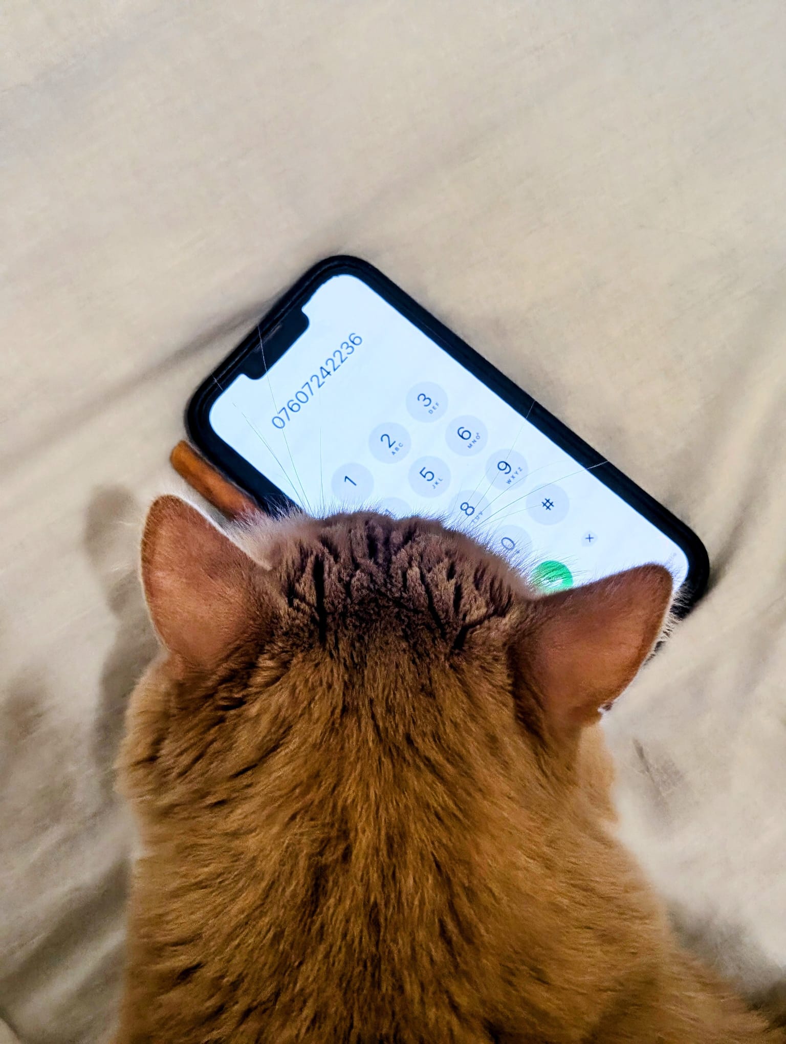 Chat de l'association