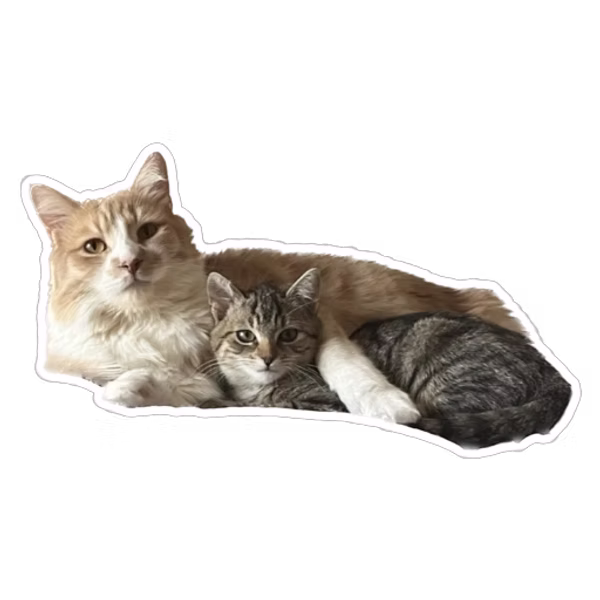 Chats de l'association